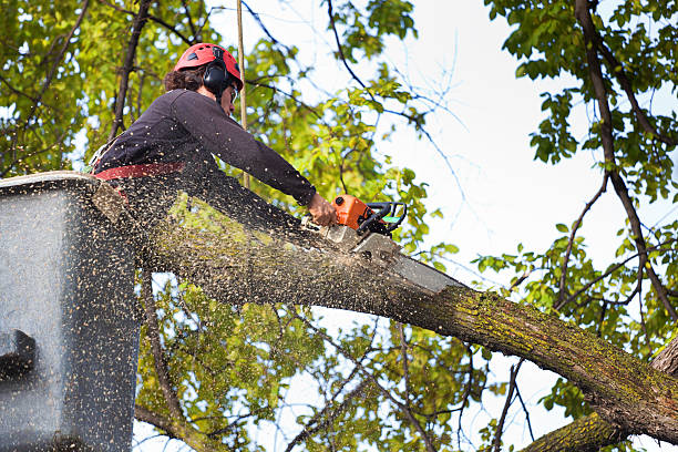 Chimayo, NM Tree Care Company